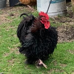 Meet your Posher, Mandi